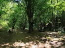 Skulpturen Wald